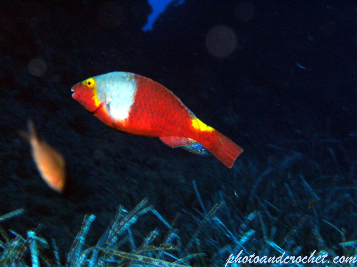 Parrotfish - Sparisoma cretense - Image