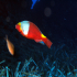 Parrotfish - Sparisoma cretense - Image