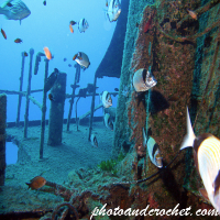 Underwater and Sealife