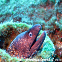 Moray Eel - Muraena helena - Image