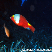 Parrotfish - Sparisoma cretense - Image