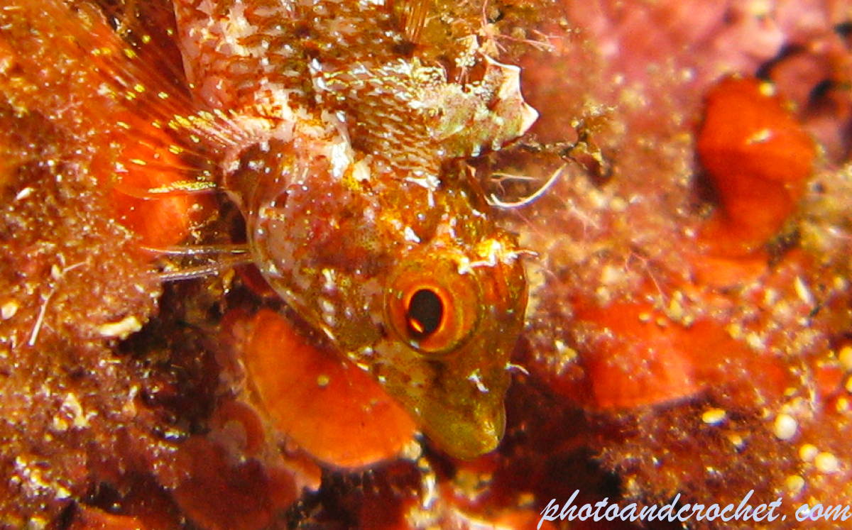 Black faced Blenny - Trypterigion tripteronotus - Image