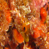 Black faced Blenny - Trypterigion tripteronotus - Image