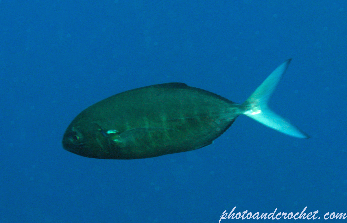 Amberjack - Balistes carolinensis - Image