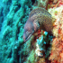 Moray Eel - Muraena helena - Image