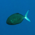 Amberjack - Balistes carolinensis - Image