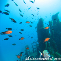 P29 - Boltenhagen - Image