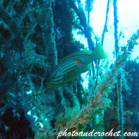 Goldblotch grouper - Epinephelus costae - Image