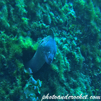 Moray Eel - Muraena helena - Image