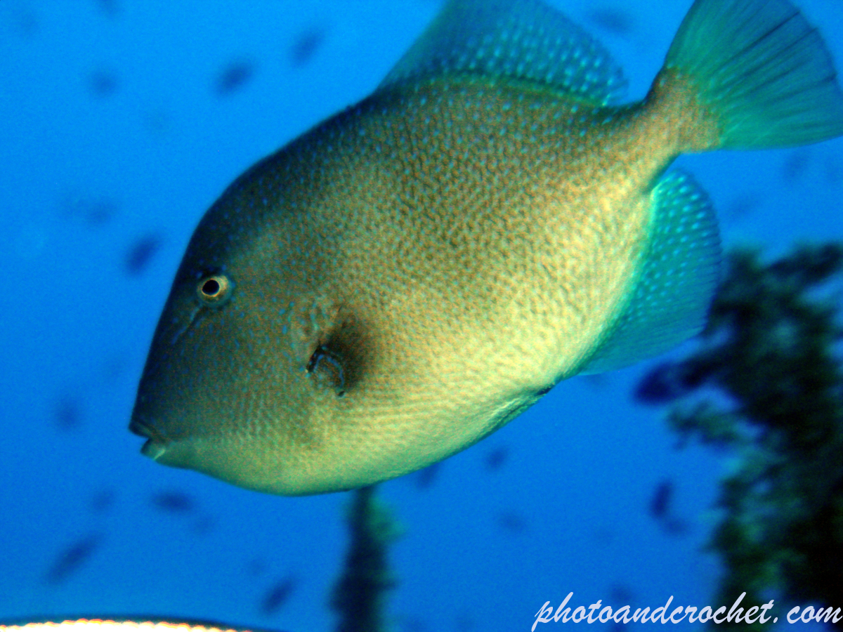 Triggerfish - Balistes carolinensis - Image