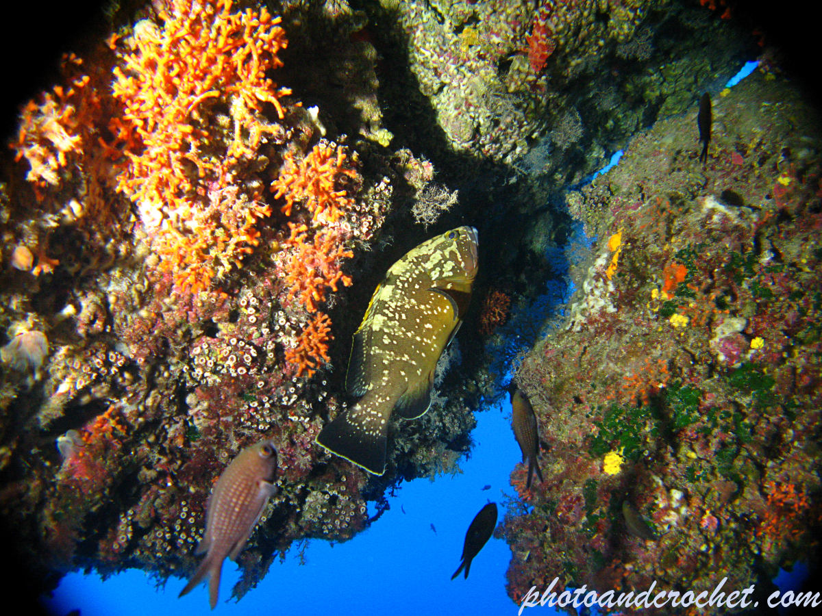 Grouper - Epinephelus guaza - Image