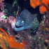 Moray Eel - Muraena helena - Image