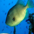 Triggerfish - Balistes carolinensis - Image