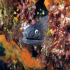 Moray Eel - Muraena helena - You are not seeing me