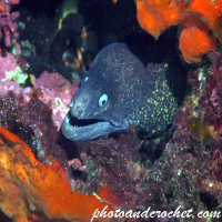 Moray Eel - Muraena helena - Image