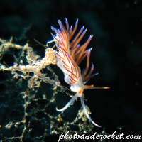 Nudibranch - Flabellina affinis - Image