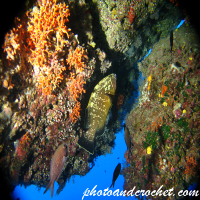 Grouper - Epinephelus guaza - Image