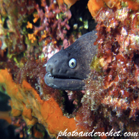 Moray Eel - Muraena helena - Image