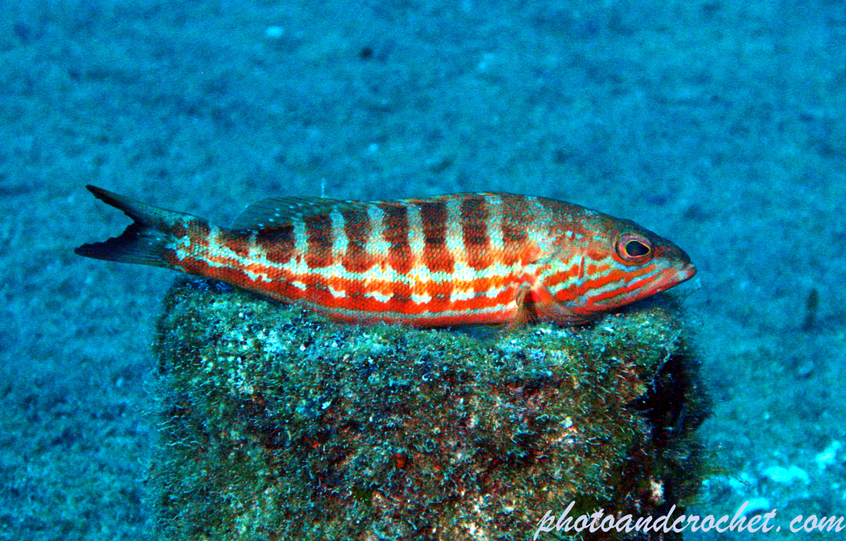 White grouper - Epinephelus aeneus - Image