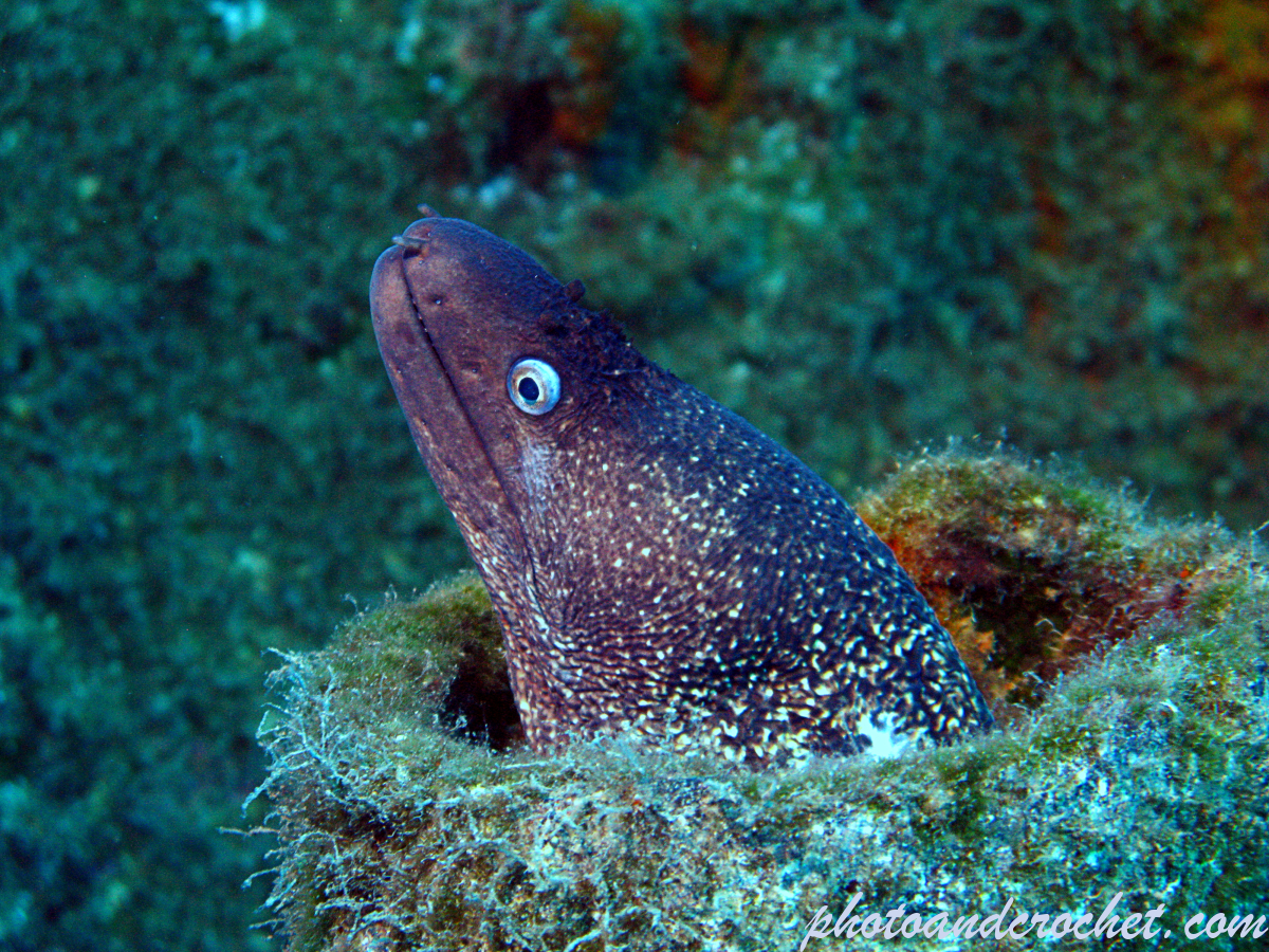 Moray Eel - Muraena helena - Image