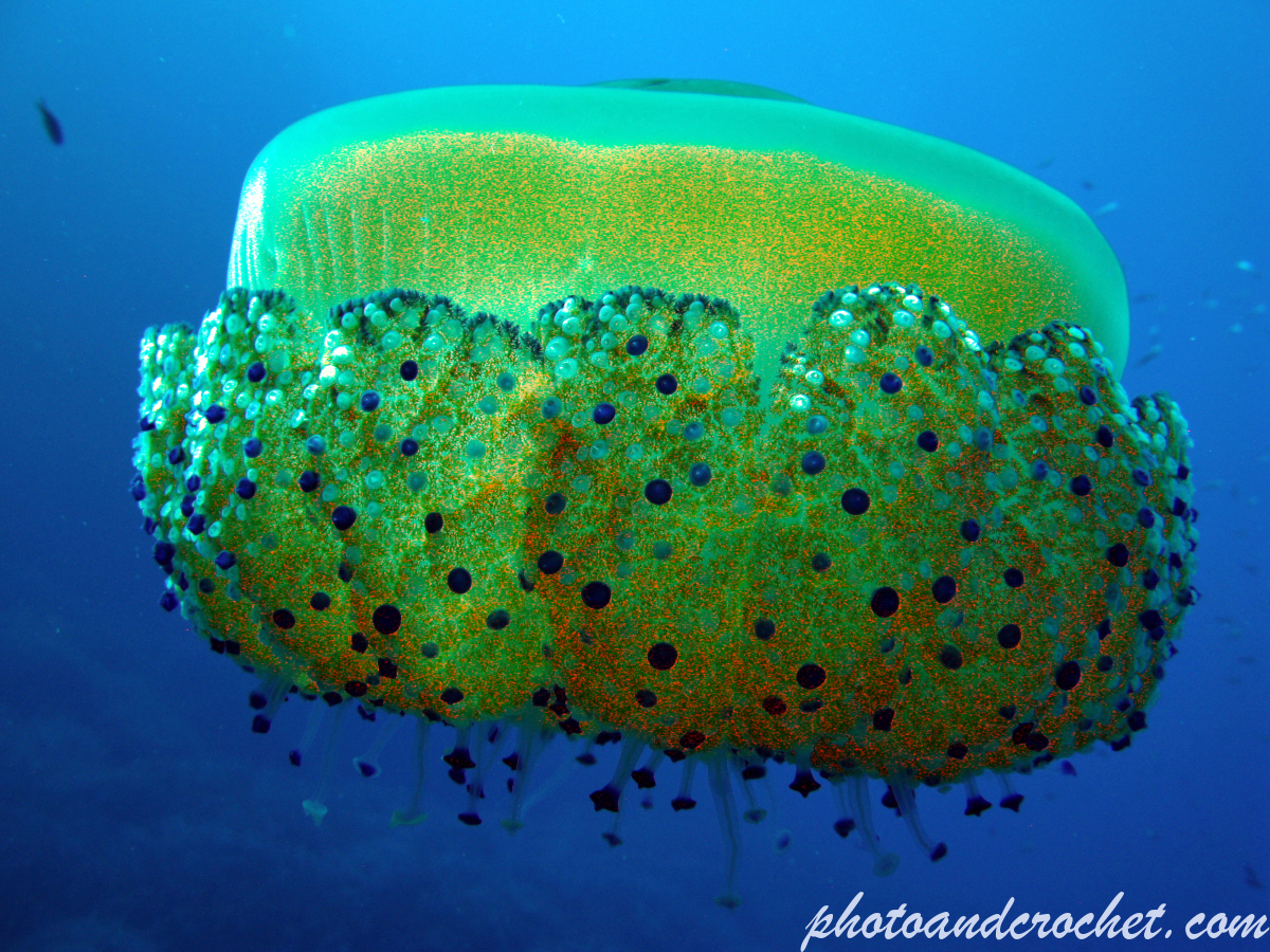 Cassiopeia - Cothyloriza tubercolata - Image