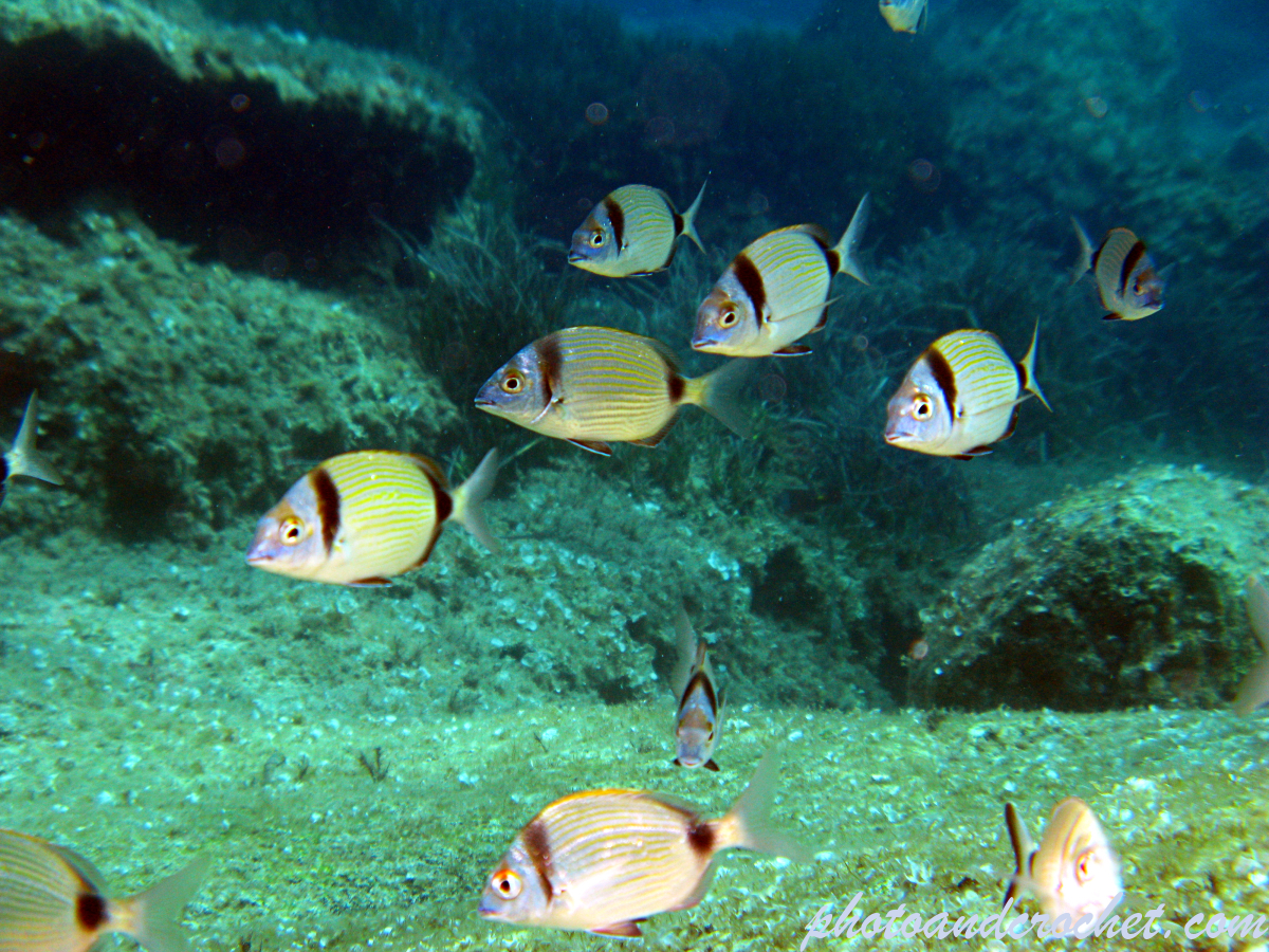 Two-banded Seabream - Diplodus vulgaris - Image