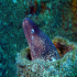 Moray Eel - Muraena helena - Image