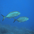 Amberjack - Balistes carolinensis - Image