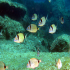 Two-banded Seabream - Diplodus vulgaris - Image