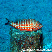 White grouper - Epinephelus aeneus - Image