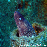 Moray Eel - Muraena helena - Image