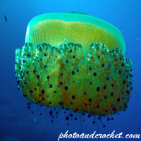 Medusas – Medusas marinas