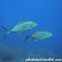 Amberjack