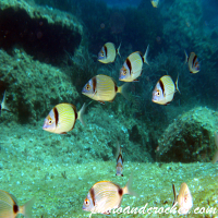 Two-banded Seabream - Diplodus vulgaris - Image