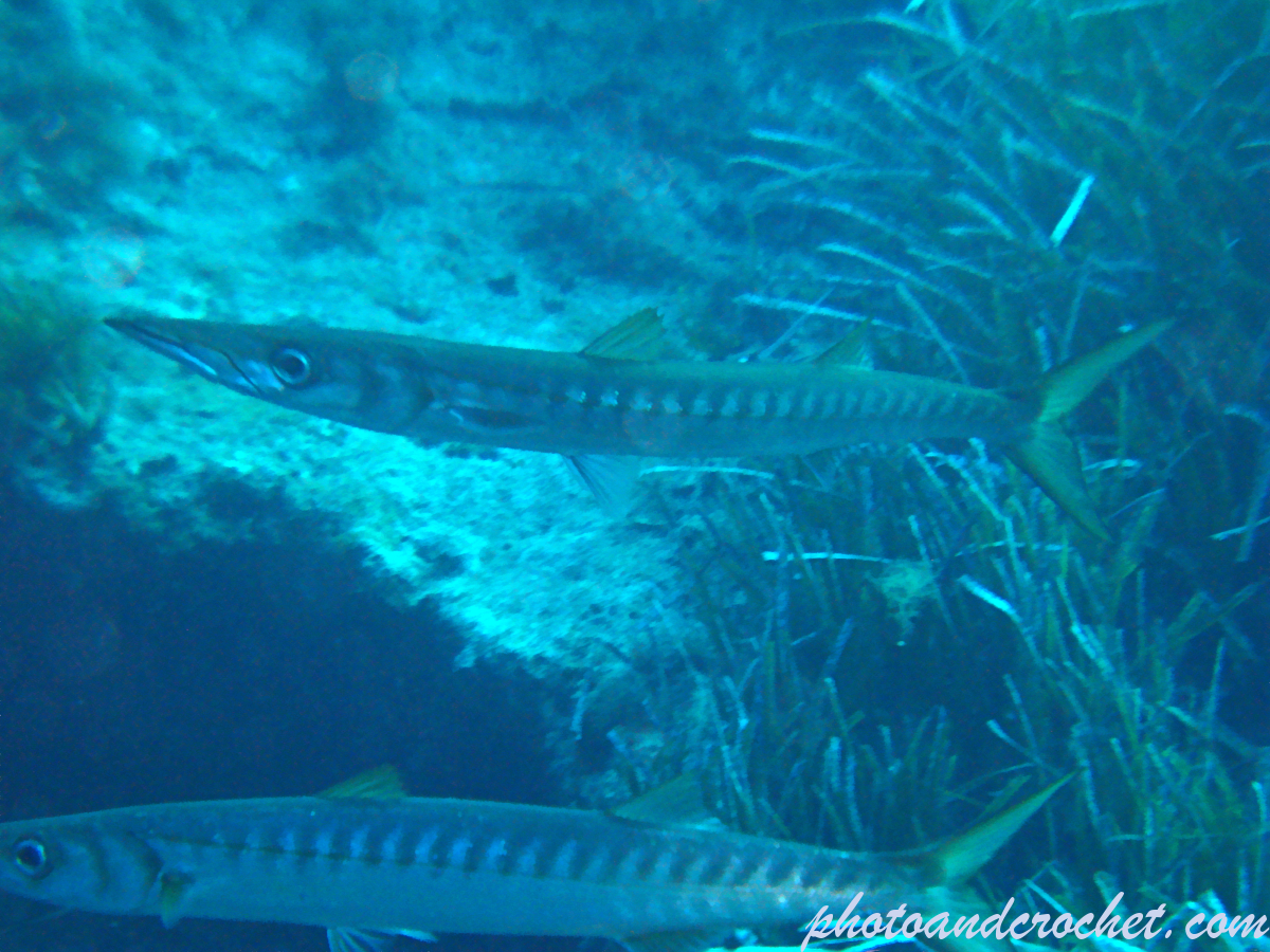Barracudas - Image