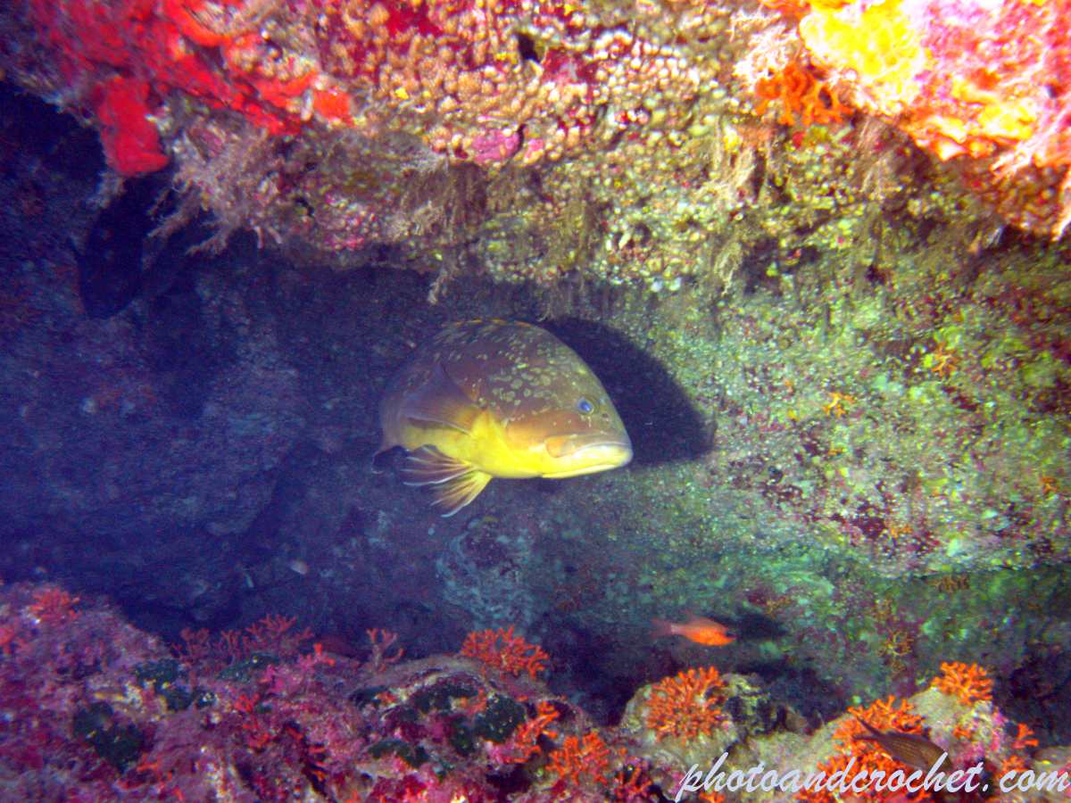 Grouper - Epinephelus guaza - Image