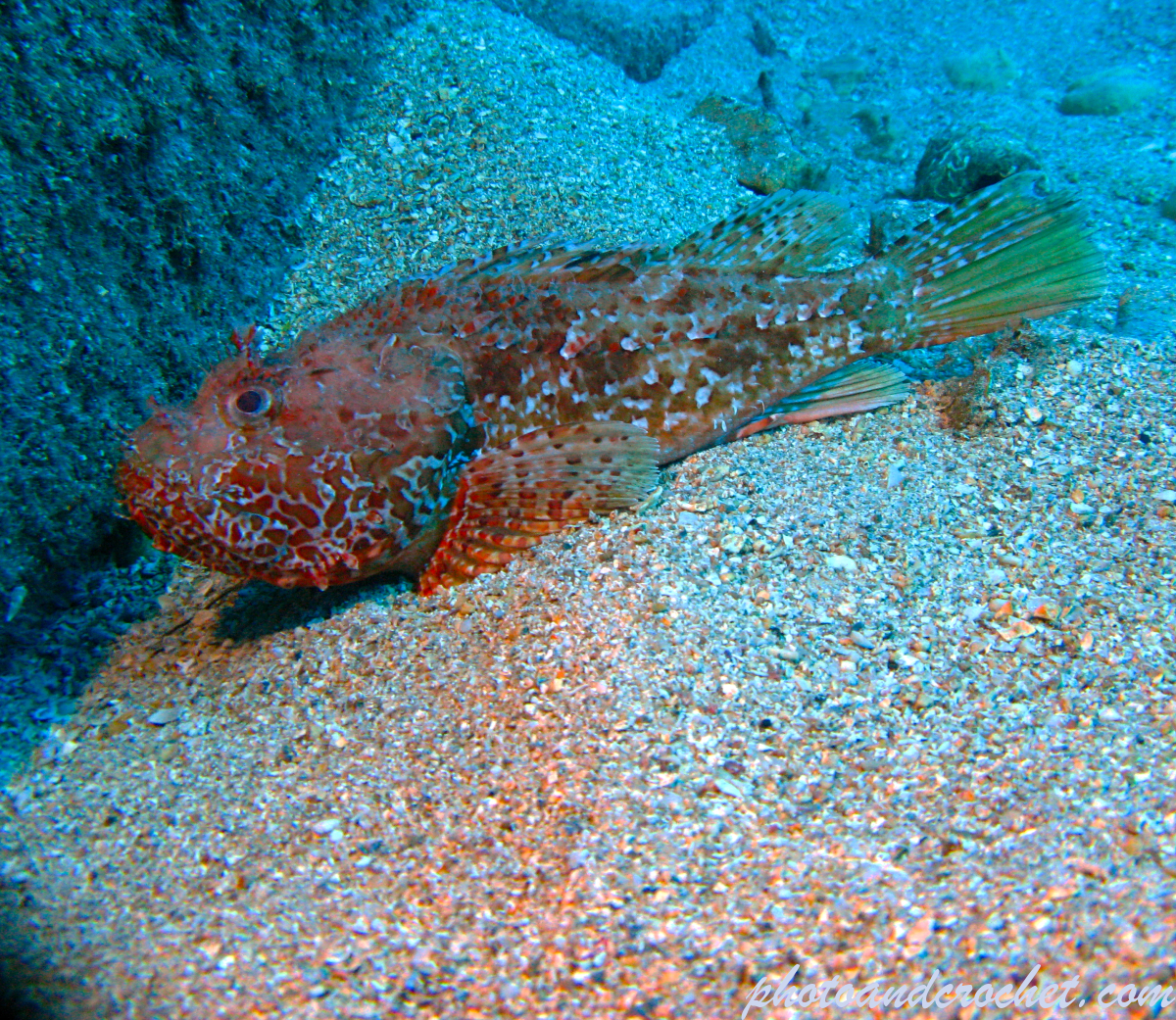 Red Scorpionfish - Scorpaena scrofa - Image