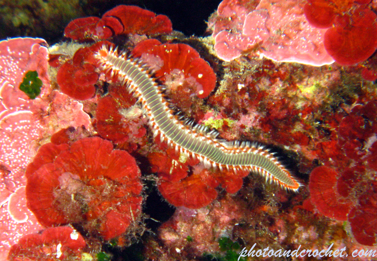 Bearded Fire Worm - Hermodice carunculata - Image