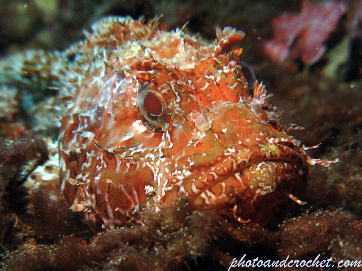 Red Scorpionfish - Scorpaena scrofa - Image