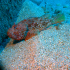 Red Scorpionfish - Scorpaena scrofa - Image