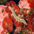 Bearded Fire Worm - Hermodice carunculata - Image