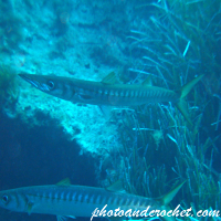 Barracudas - Image