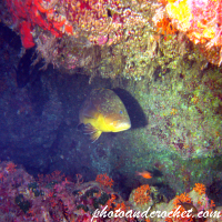 Grouper - Epinephelus guaza - Image