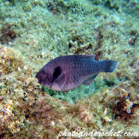Parrotfish