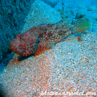 ปลาสิงโตหิน