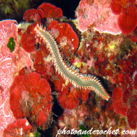 Bearded Fire Worm - Hermodice carunculata - Image