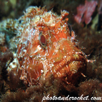 Red Scorpionfish - Scorpaena scrofa - Image