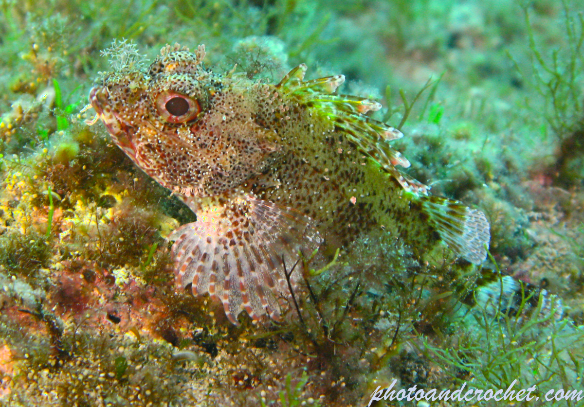 Black Scorpionfish - Scorpaena porcus - Image