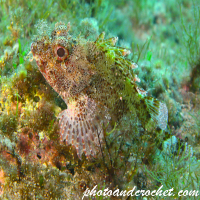 Black Scorpionfish - Scorpaena porcus - Image