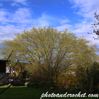 Bluming tree in spring - Image